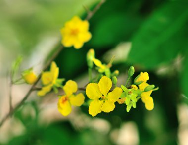 Sarı Miki Fare bitki