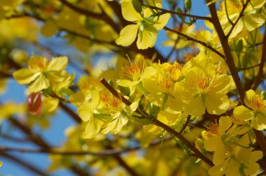 Sarı Miki Fare bitki