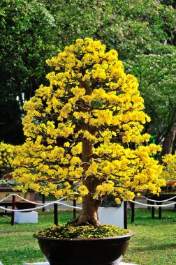 Sarı Miki Fare bitki