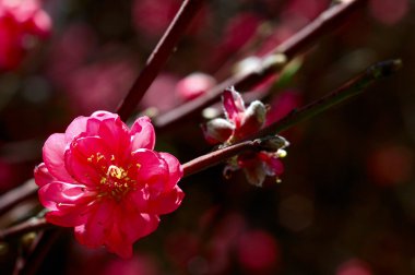 pembe çiçekler ilkbaharda çiçek açan ağaç