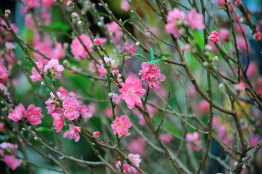 pembe çiçekleri ile şube