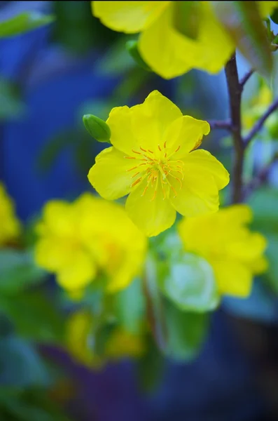 Gelbe Mickymaus-Pflanze — Stockfoto