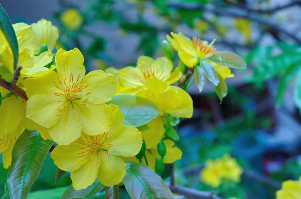 Yellow mickey mouse plant — Stock Photo, Image