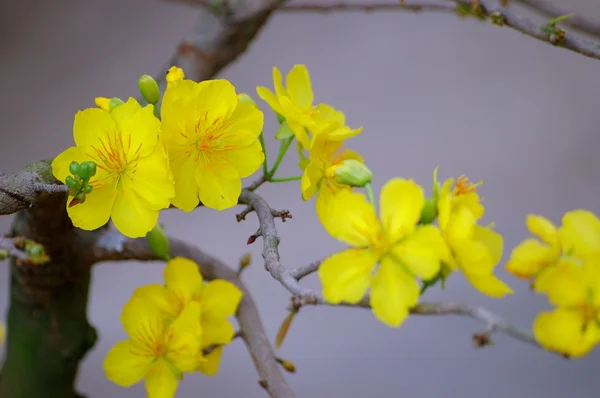 黄色米老鼠植物 — 图库照片