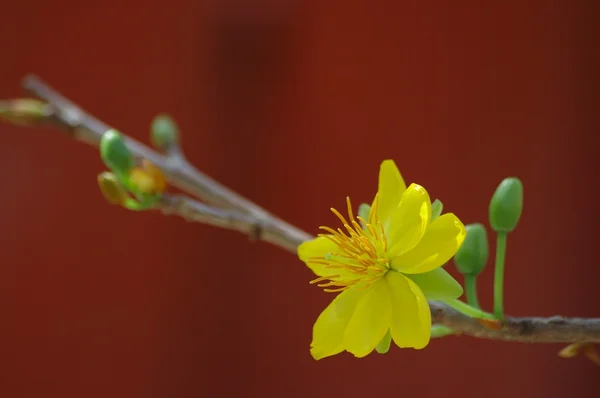 Yellow mickey mouse plant — Stock Photo, Image