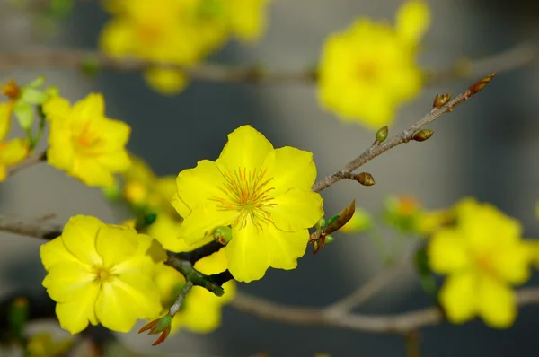 Yellow mickey mouse plant — Stock Photo, Image