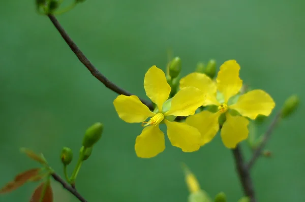 Planta de ratón mickey amarillo — Foto de Stock