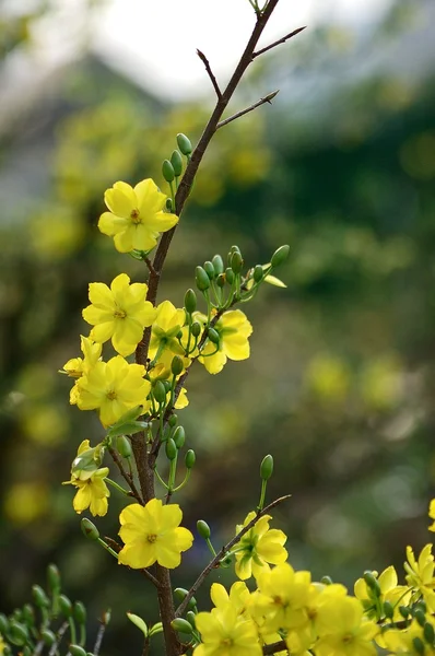 Yellow mickey mouse plant — Stock Photo, Image