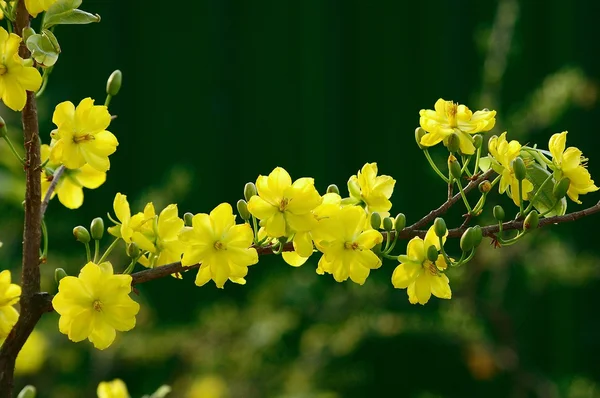 Yellow mickey mouse plant — Stock Photo, Image