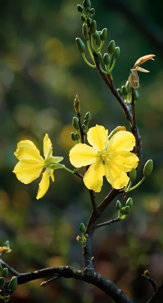 Gelbe Mickymaus-Pflanze — Stockfoto