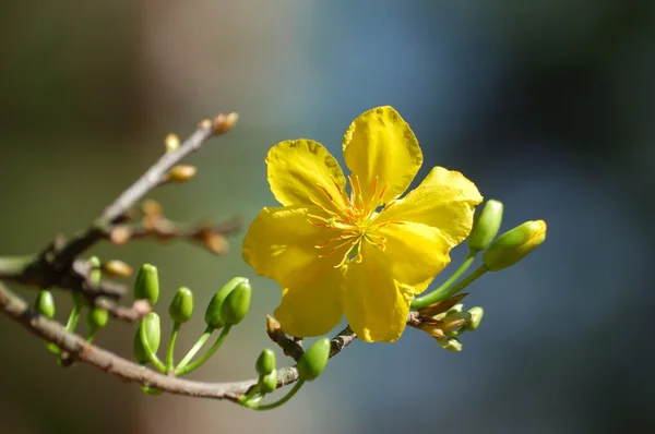 Yellow mickey mouse plant — Stock Photo, Image