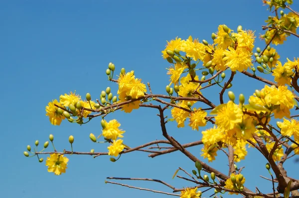 Yellow mickey mouse plant — Stock Photo, Image