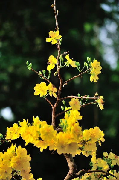 Mickey Mouse Plant — Stock Photo, Image