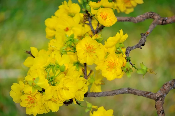 Mickey Mouse Plant — Stock Photo, Image