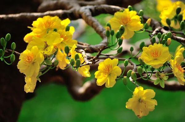 Yellow Mickey Mouse Plant — Stock Photo, Image