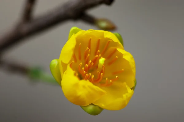 Yellow Mickey Mouse Plant — Stock Photo, Image