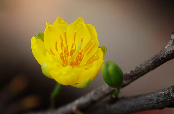 Yellow Mickey Mouse Plant — Stock Photo, Image