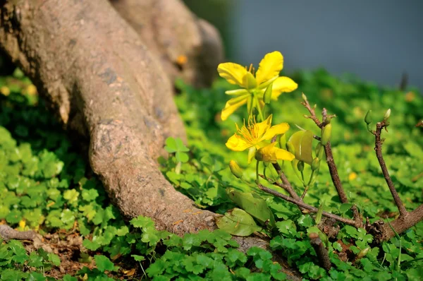 Yellow Mickey Mouse Plant — Stock Photo, Image