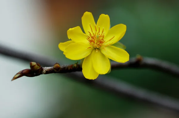 Κίτρινο Μίκυ Μάους φυτών — Φωτογραφία Αρχείου