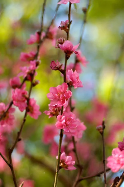Kvetoucí strom na jaře s růžovými květy — Stock fotografie