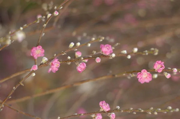 Arbre en fleurs au printemps avec des fleurs roses — Photo