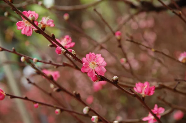 Arbre en fleurs au printemps avec des fleurs roses — Photo