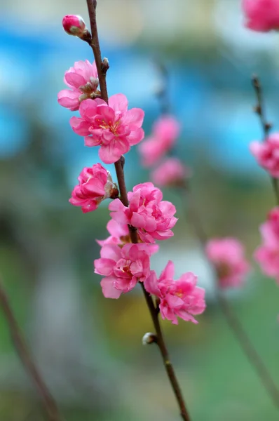 Blooming tree in spring with pink flowers — Stock Photo, Image