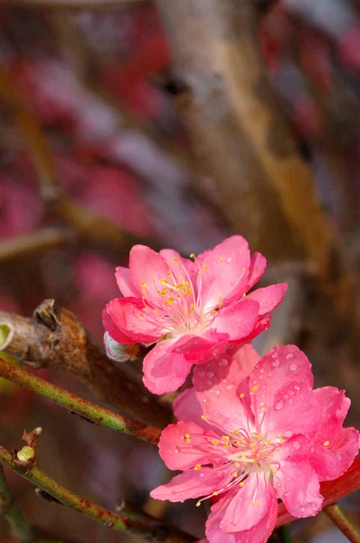 Arbre en fleurs au printemps avec des fleurs roses — Photo