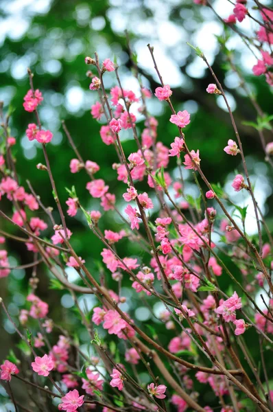 Blooming tree in spring with pink flowers