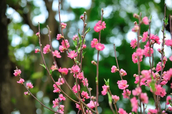 Blooming tree in spring with pink flowers