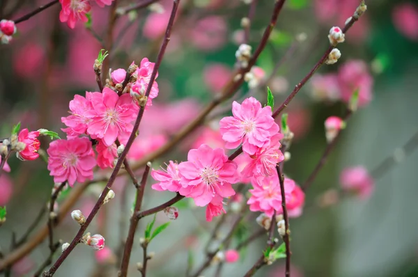 Peach flower — Stock Photo, Image