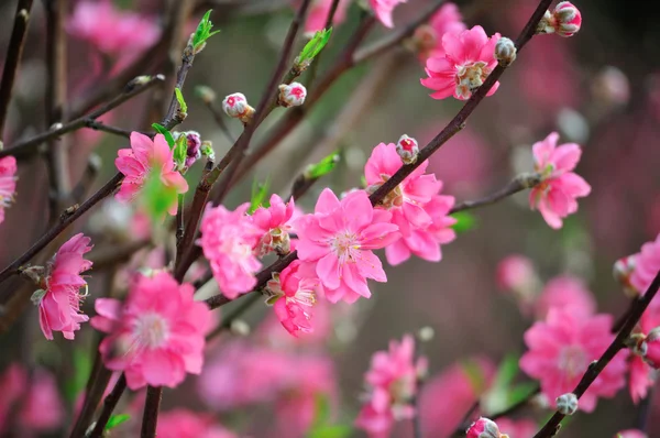 ピンク色の花と枝 — ストック写真