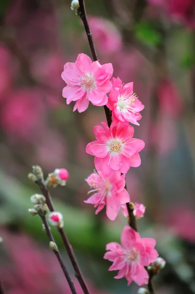 Blooming tree in spring with pink flowers — Stock Photo, Image