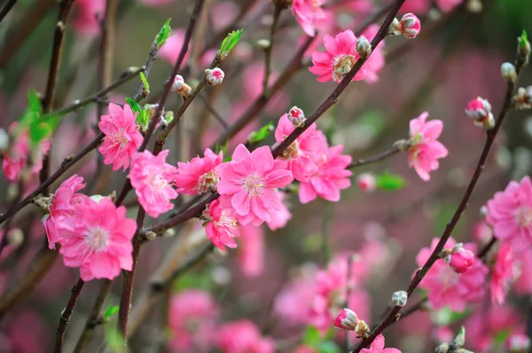 Branch with pink blossoms — Stock Photo, Image