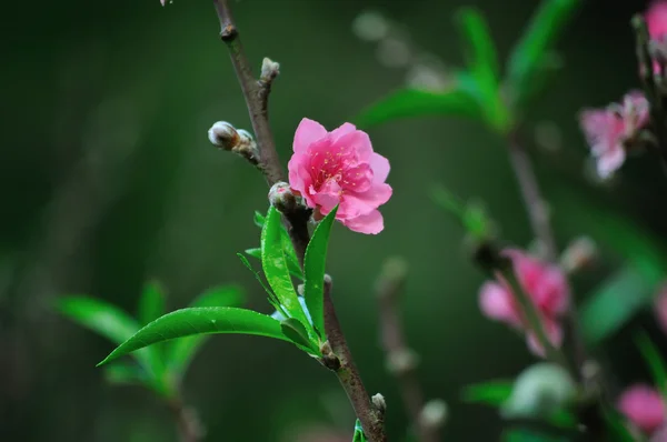 Flor de pêssego — Fotografia de Stock