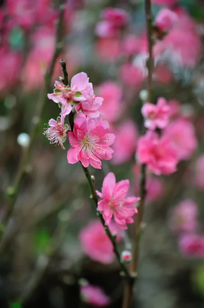 Υποκατάστημα με ροζ άνθη — Φωτογραφία Αρχείου