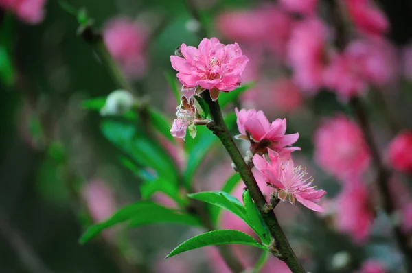 Arbre en fleurs au printemps avec des fleurs roses — Photo