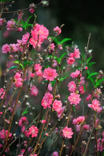 Филиал с розовыми цветами — стоковое фото