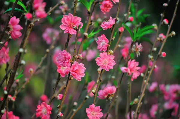 Branch with pink blossoms — Stock Photo, Image