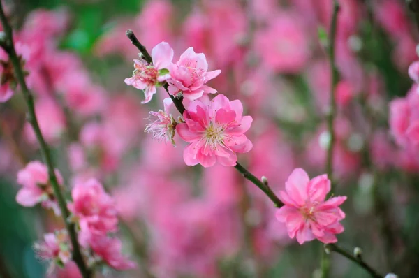 Kvist med rosa blomster – stockfoto