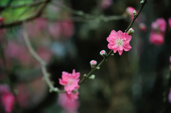 Persika blomma — Stockfoto