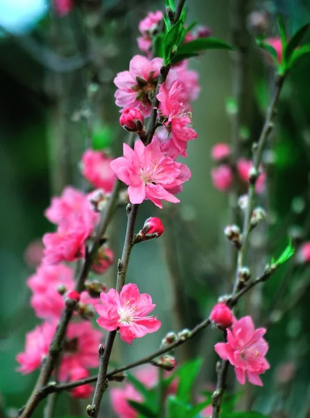 pembe çiçekleri ile şube