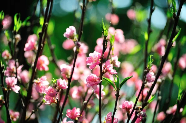 ピンク色の花と枝 — ストック写真