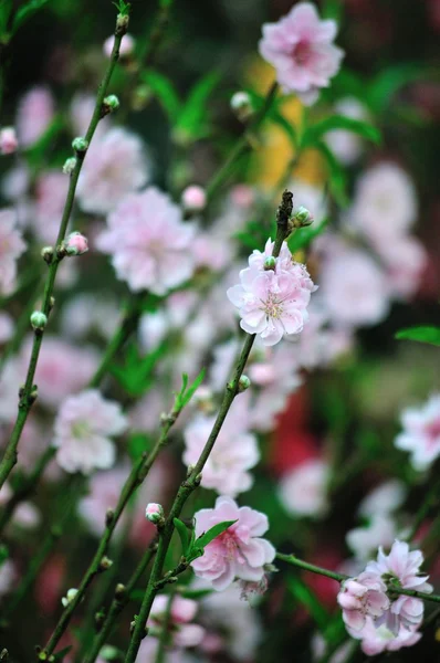 Branch with pink blossoms — Stock Photo, Image