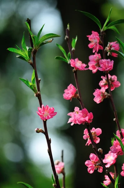 Pembe çiçekler ilkbaharda çiçek açan ağaç — Stok fotoğraf