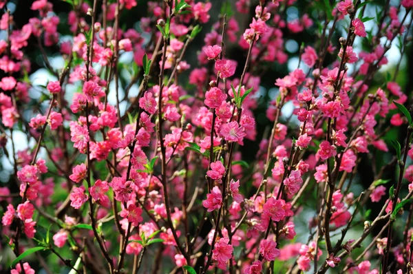 Gren med rosa blommor — Stockfoto