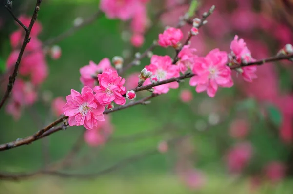 Branch with pink blossoms — Stock Photo, Image