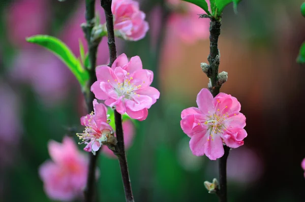 Pembe çiçekleri ile şube — Stok fotoğraf