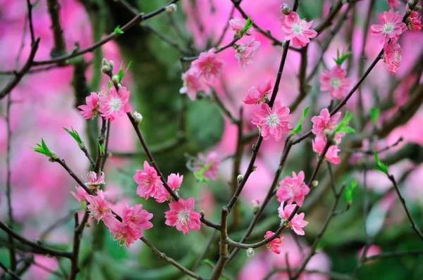 Branch with pink blossoms — Stock Photo, Image