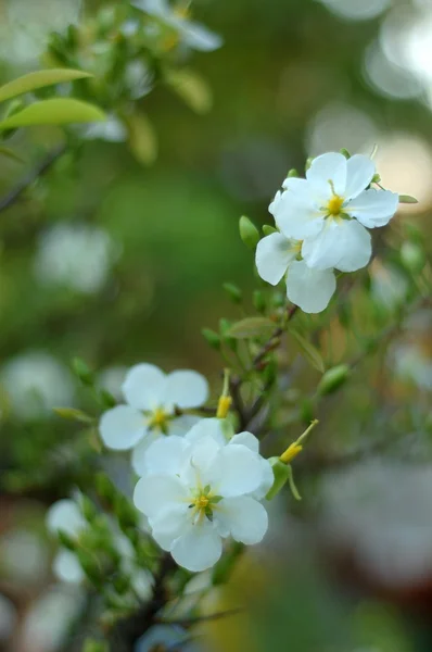 Beyaz Miki Fare bitki - Stok İmaj